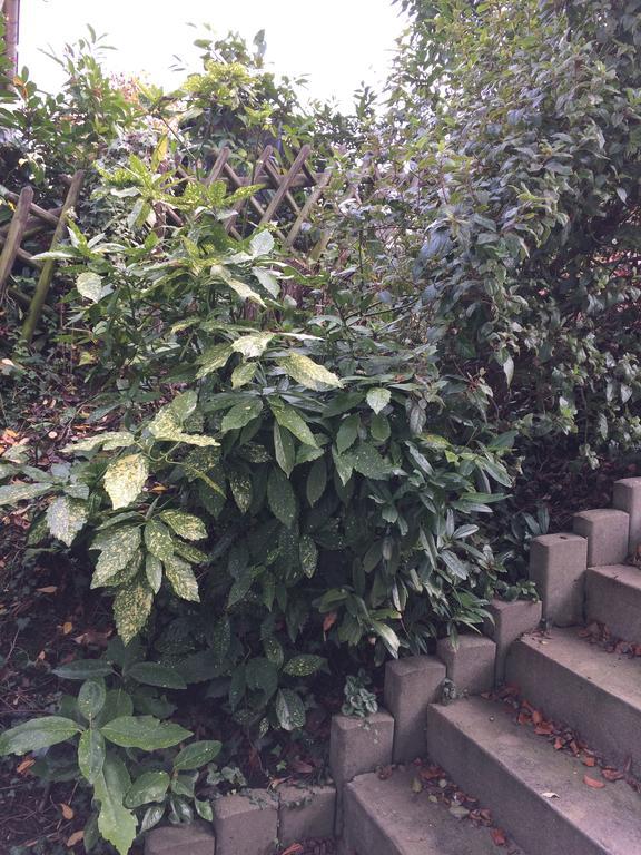 Appartement Rosengarten Wachtberg Bagian luar foto